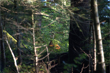 Rehbock getarnt  am Rufiberg