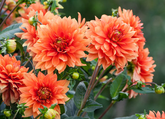 asteraceae dahlia cultorum grade mrs. Eileen profuse and showy vibrant orange flowers set against the lush green foliage, three flowers close-up grows in the garden, summer or early autumn