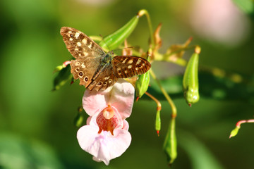 Waldbrettbspiel auf Springkraut
