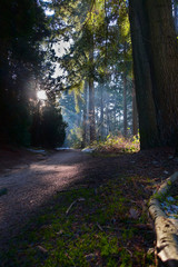 Road trough forest with sun rays