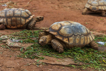 african spurred tortoise (Geochelone sulcata) resting in garden