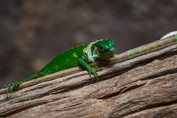 Lesser Antillean Green Iguana (Iguana delicatissima)