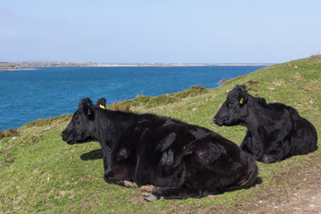 Fototapeta premium Rinder