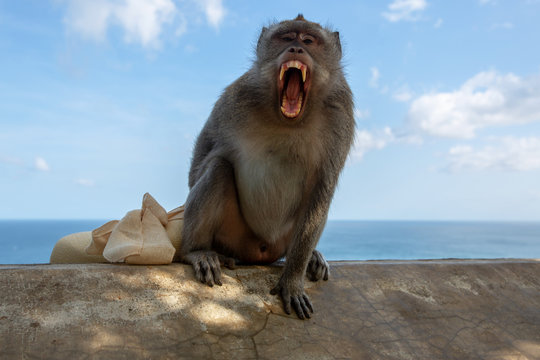 Agressive monkey at  Pura Luhur Temple, Uluwatu, Bali, Indonesia
