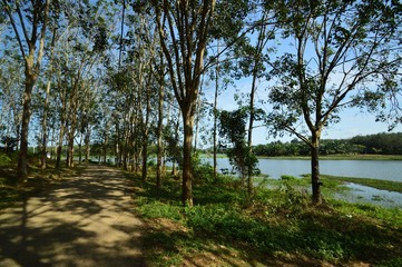 a rubber plantation