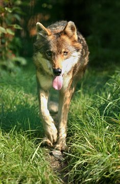 Eurasian wolf face to face in nature habitat in bavarian forest, national park in eastern germany, european forest animals, canis lupus lupus
