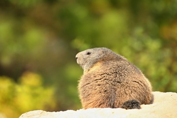 Beautiful marmot on the rocky area in the great mountain, Marmota marmota.