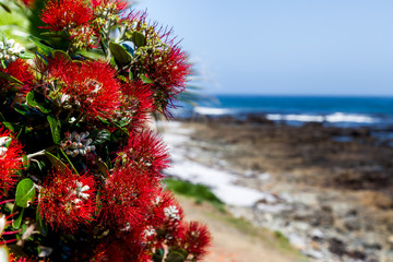 Fleurs et plantes exotiques