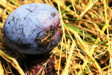 Wasp on a plum 
