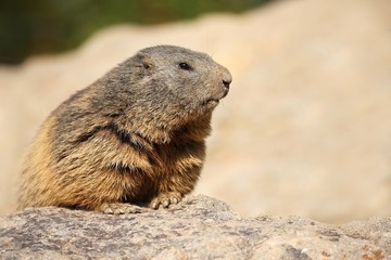 Beautiful marmot on the rocky area in the great mountain, Marmota marmota.