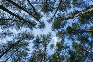 Tops of pine trees in the forest