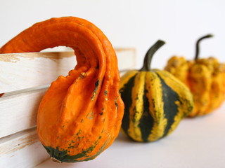 Pomarańczowa, żółta i zielona dynia ozdobna na halloween z białą skrzynią na jasnym tle - jesienna dekoracja do nowoczesnego wnętrza