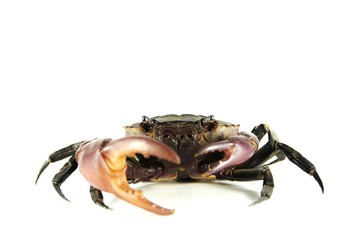 Thai crab on a white background