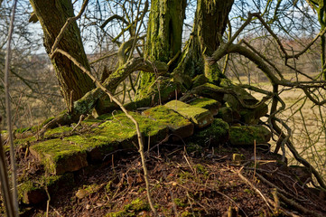 Trees on mossy bricks