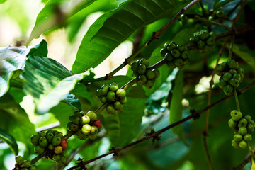 Green coffee beans on tree. Coffee plant fruit in coffee farm. Agriculture concept.