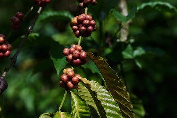 Coffee beans on tree in farm. Rich harvest concept.