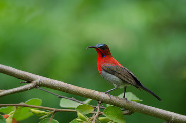 Crimson Sunbird catch on branch in nature