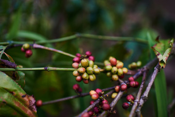 Raw green coffee beans on tree in coffee plantation. Coffee plants with leaf and  of berries coffee. Green coffee close up view.  Harvest concept. The agricultural background. Selective focus..