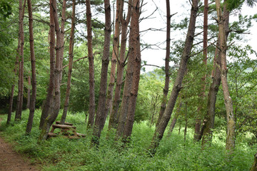 日本の森の中のベンチ