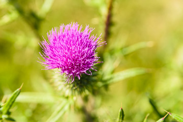 Pink thistle (Cirsium) flower on green blurred natural background.