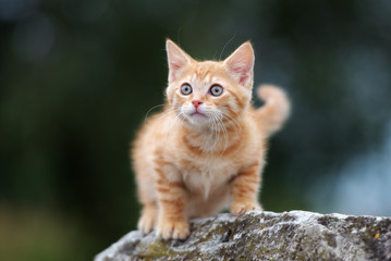 Naklejka na ściany i meble red tabby kitten posing outdoors