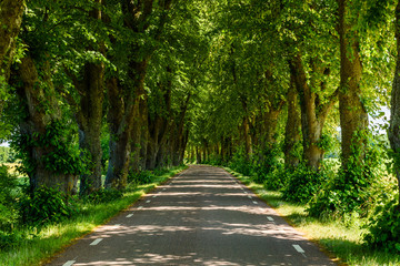 Fototapeta na wymiar Lovely tree avenue along a straight country road in summer. Location near lake Takern in Sweden.