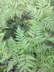 Green forest grass background