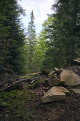 Forest landscape. Trees in a mountain forest. The beauty of greenery. Preview for the blog. Banner. Screensaver on the screen.