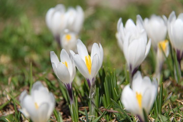 Spring Flowers