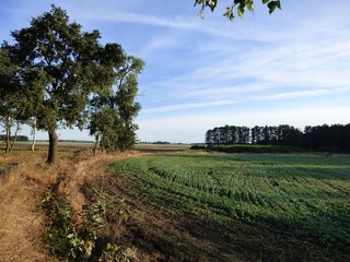 Obraz premium Piękny poranek latem na wsi.