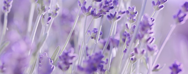 Violet Lavender flowers background