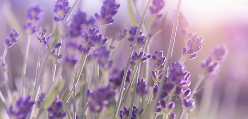 Obraz premium Kwitnąca lawenda kwiaty tło