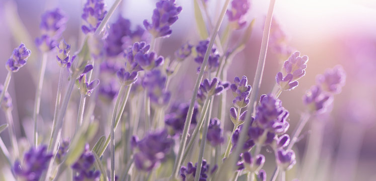 Fototapeta Blossoming Lavender flowers background