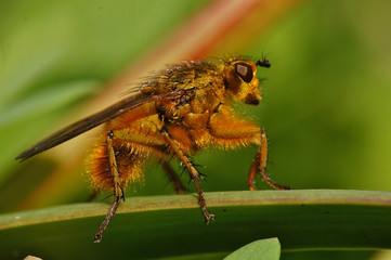 Close up of brown fly