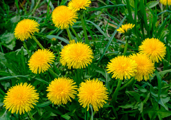 A lot of blooming yellow dandelions on a green meadow.