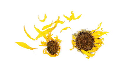 Dry sunflower petals isolated on white background, top view