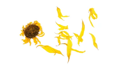 Cercles muraux Tournesol Dry sunflower petals isolated on white background, top view