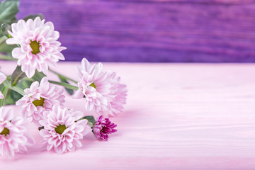 Pink and purple delicate chrysanthemums on a wooden background. Free space