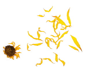 Dry sunflower petals isolated on white background, top view