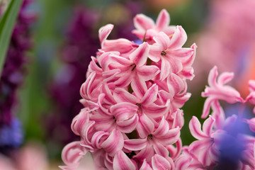 Pink hyacinth blossom