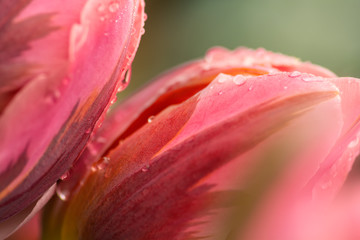 Pink tulip flower