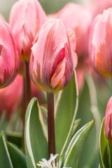 Pink tulip flower