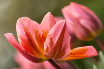 Obraz na płótnie Canvas Pink tulip flower
