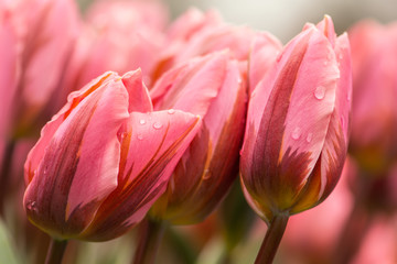 Pink tulip flower