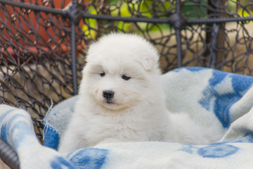 cute Samoyed puppy lies in an armchair in the yard