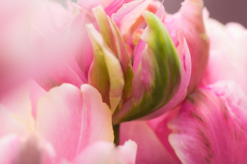 Obraz na płótnie Canvas Tulip flower close-up