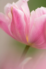 Obraz na płótnie Canvas Tulip flower close-up
