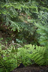 Forest landscape. Trees in a mountain forest. The beauty of greenery. Preview for the blog. Banner....