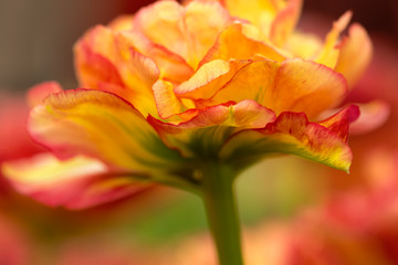 Fototapeta na wymiar Tulip flower close-up