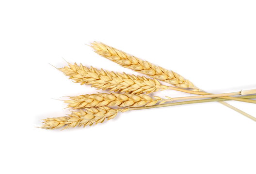 Dry wheat ears, grain isolated on white background, top view